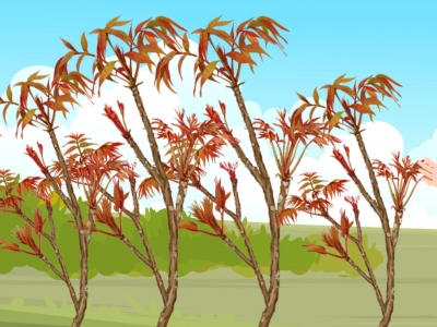院子里可以种香椿树吗 种植香椿树的注意事项