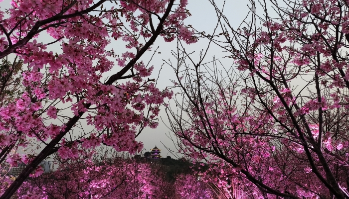 2024年宁波植物园樱花季有哪些活动 2024宁波植物园赏樱攻略