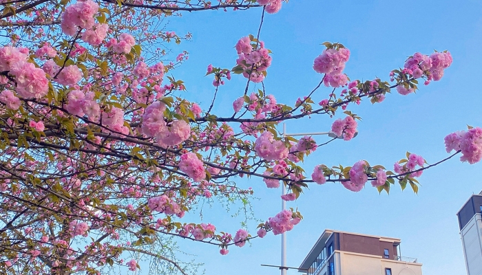 2024年宁波植物园樱花季有哪些活动 2024宁波植物园赏樱攻略