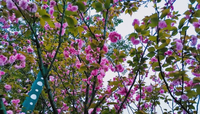 2024年宁波植物园樱花季活动时间 2024宁波植物园樱花季交通指南