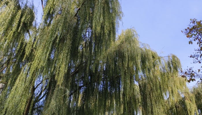 诗词中杨柳的意象 为什么用柳树来祈求生命的力量