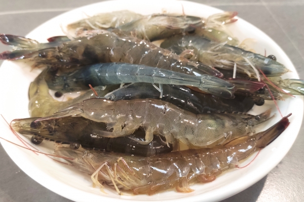 基围虾是海虾吗