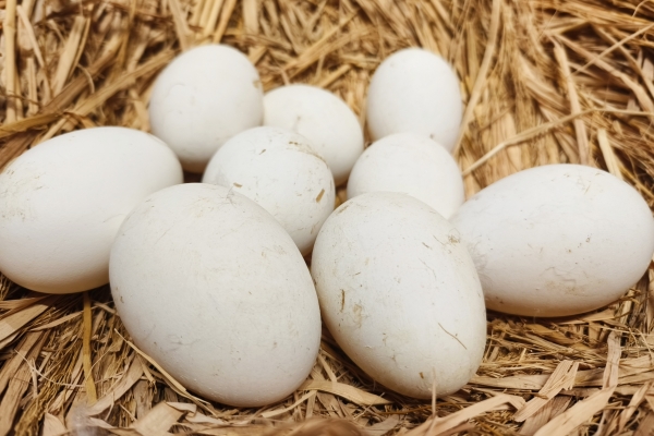 孕妇吃鸽子蛋有什么好处