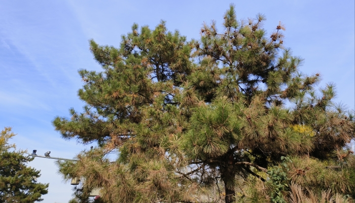中国民间对松树的崇拜 松树的象征和文化意义