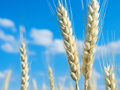 河南小麦单产量破2500公斤?不实 单产历史最高水平是447.3公斤/亩