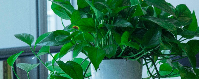 绿萝郁金香夜来香哪种植物适合养在室内 郁金香适合养在室内吗