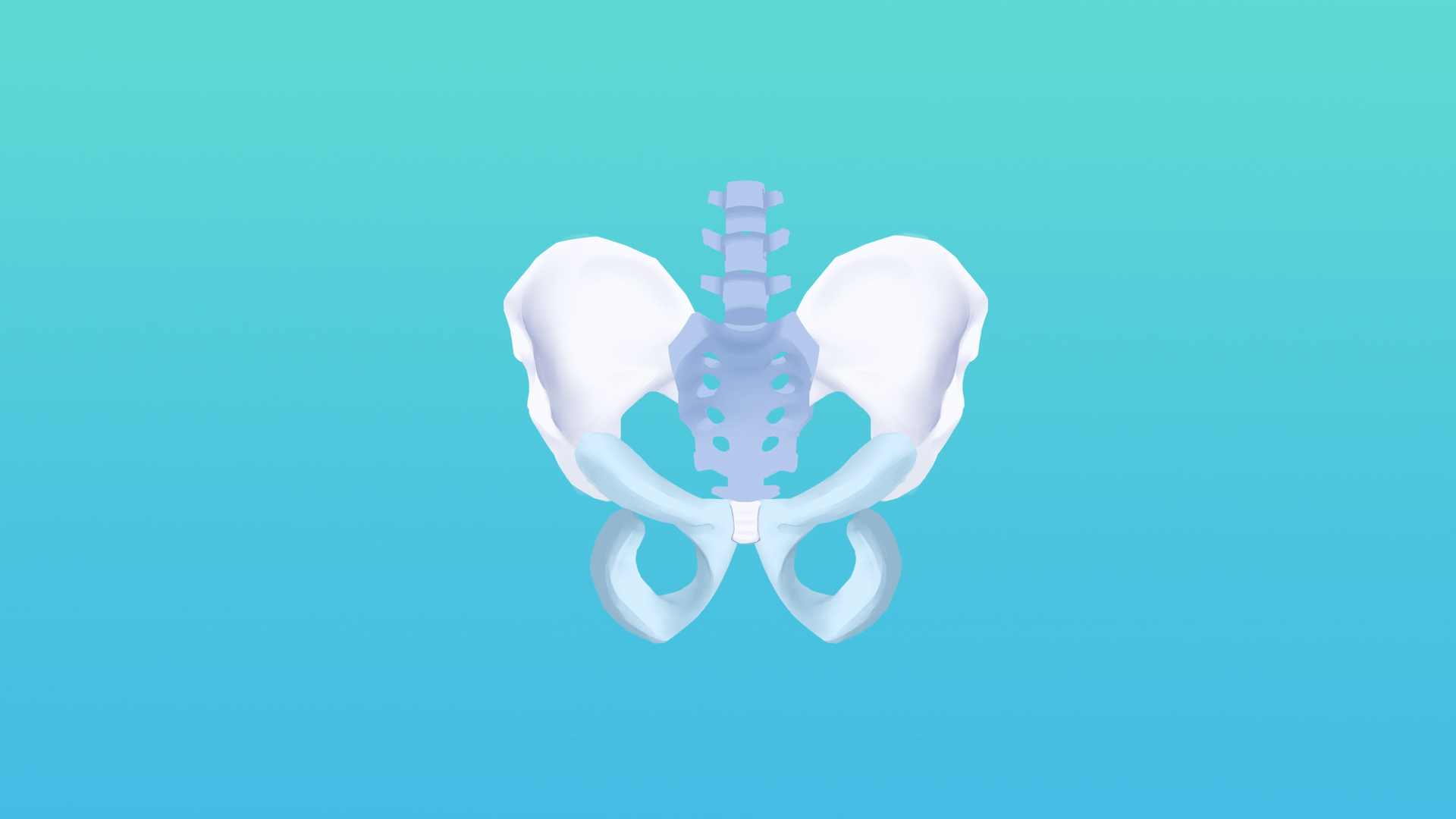 图71 骨盆的韧带-人体解剖组织学-医学