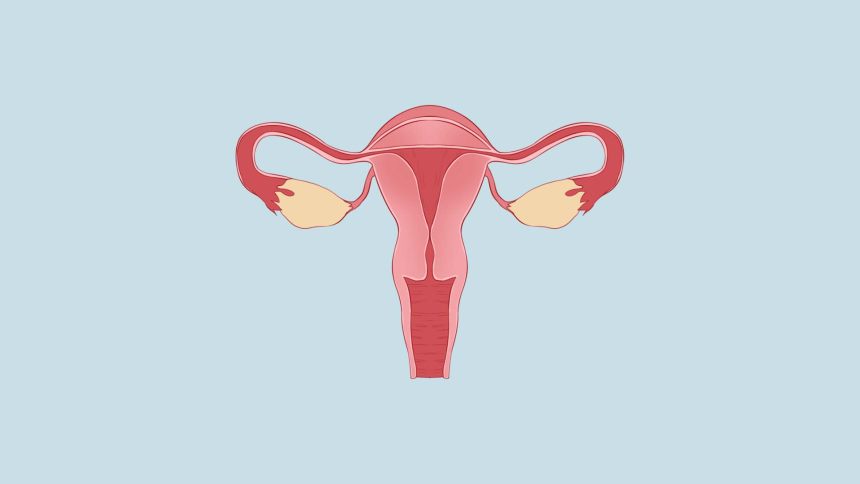 子宫,生殖器官,女性生殖器官