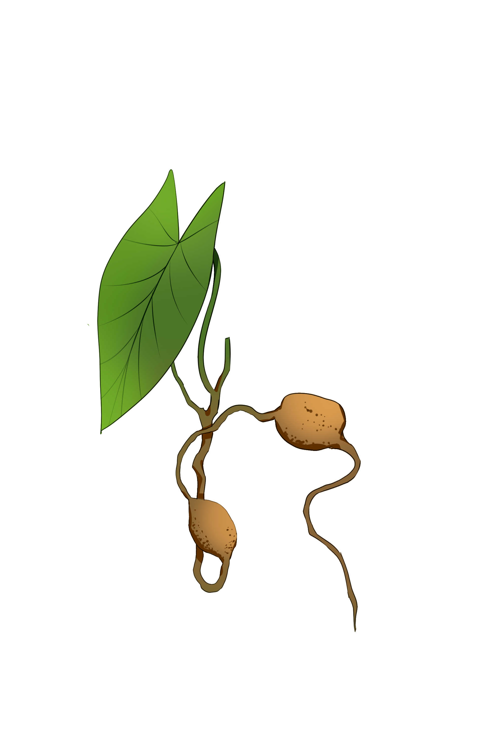 金果榄人工种植技术-中药材种苗网