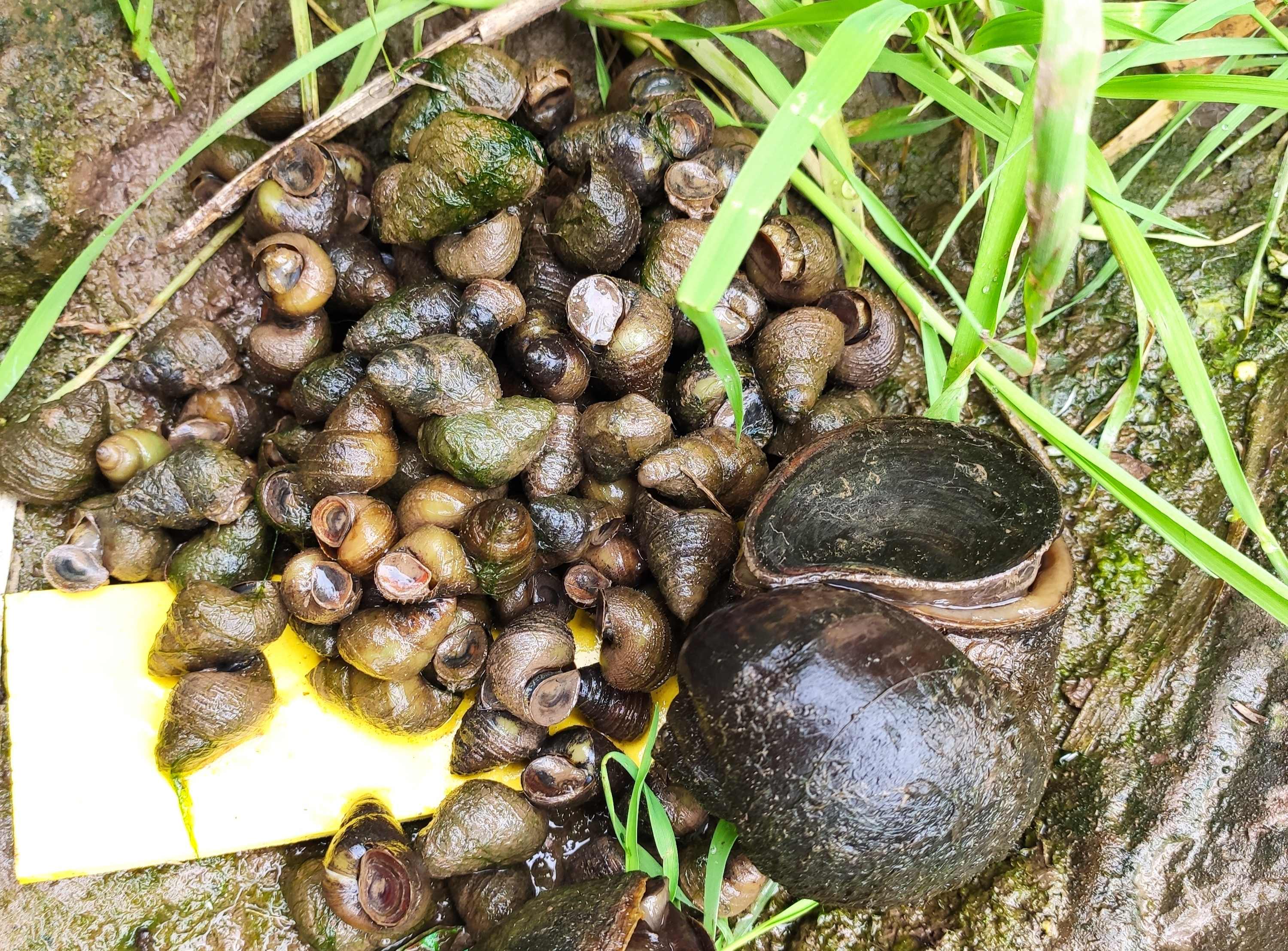 深圳人舌尖上的贝类——绝对不可错过的美食之方斑东风螺篇_标本