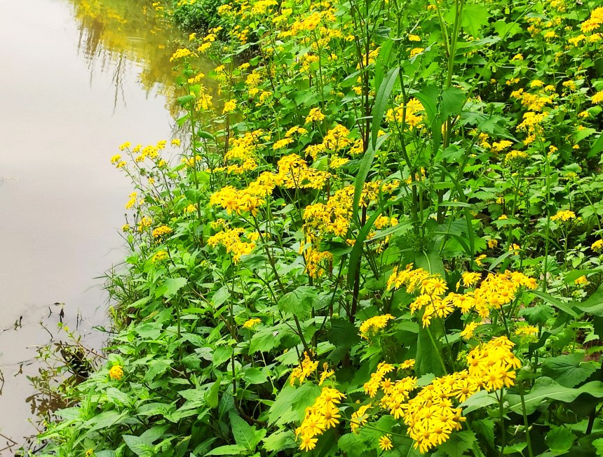 河边盛开的野花图片